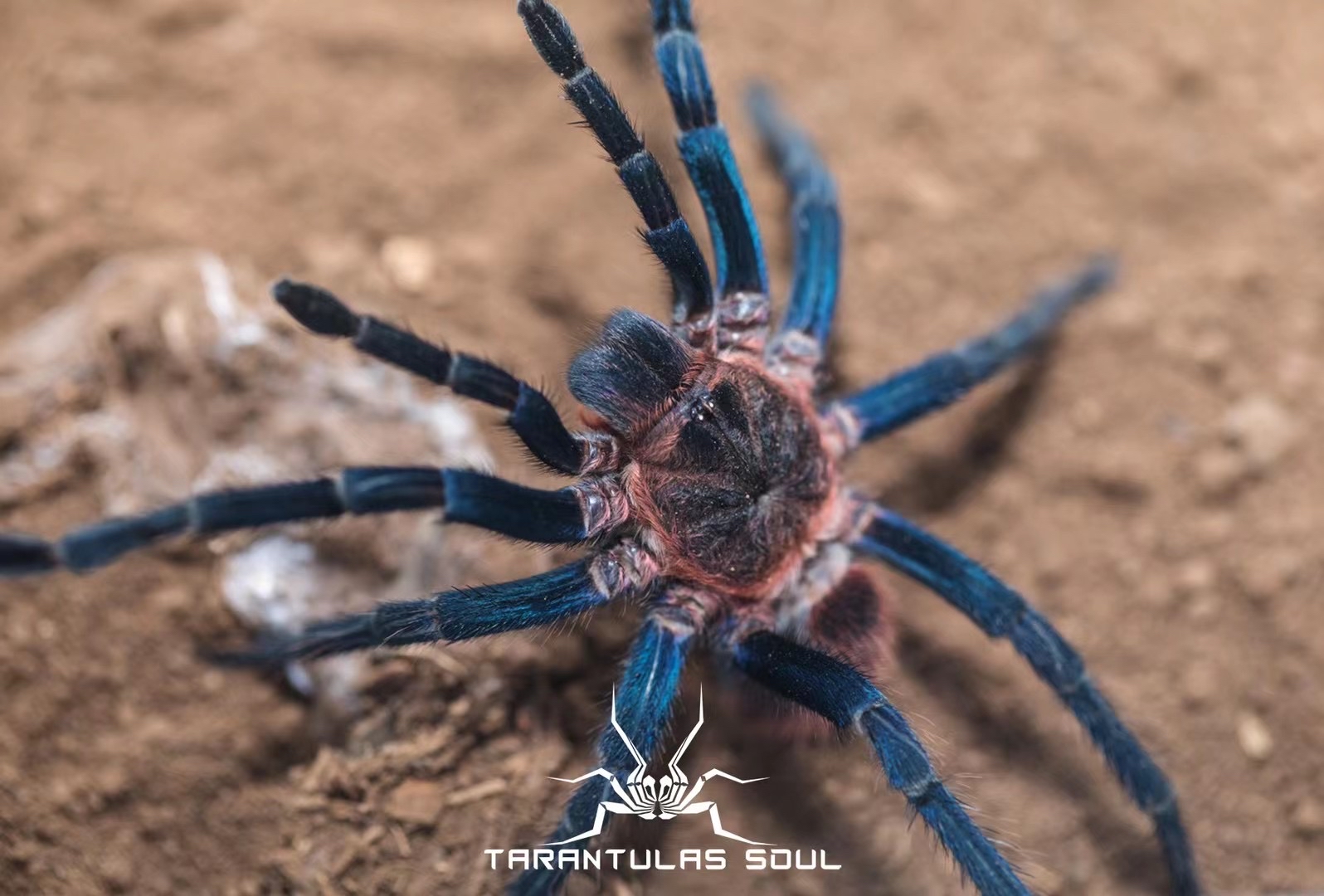 Theraphosinae sp blue
