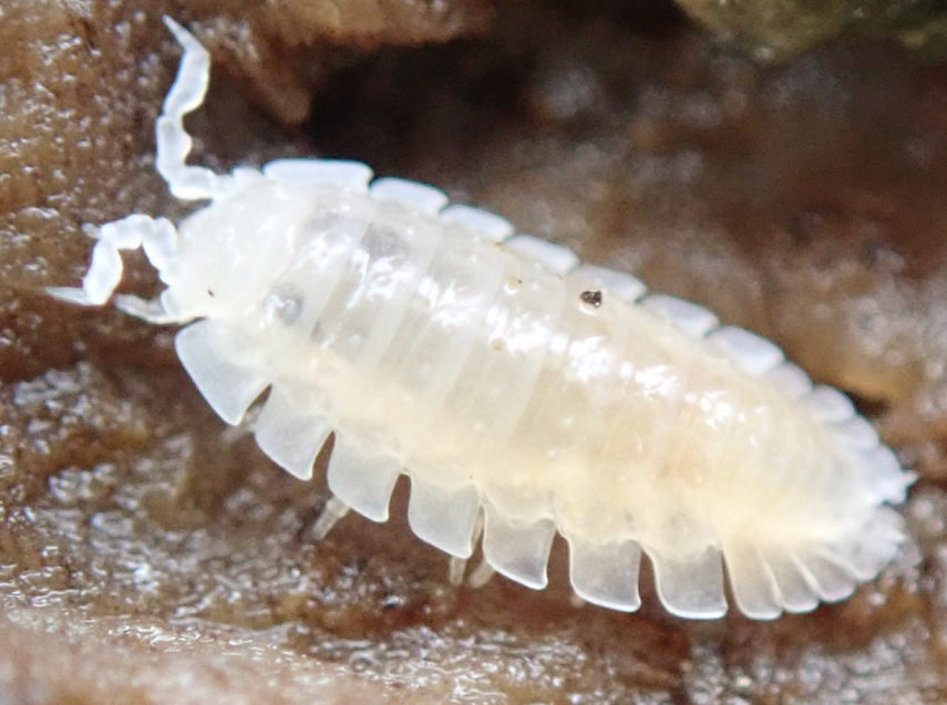 卷潮虫属armadilloniscus