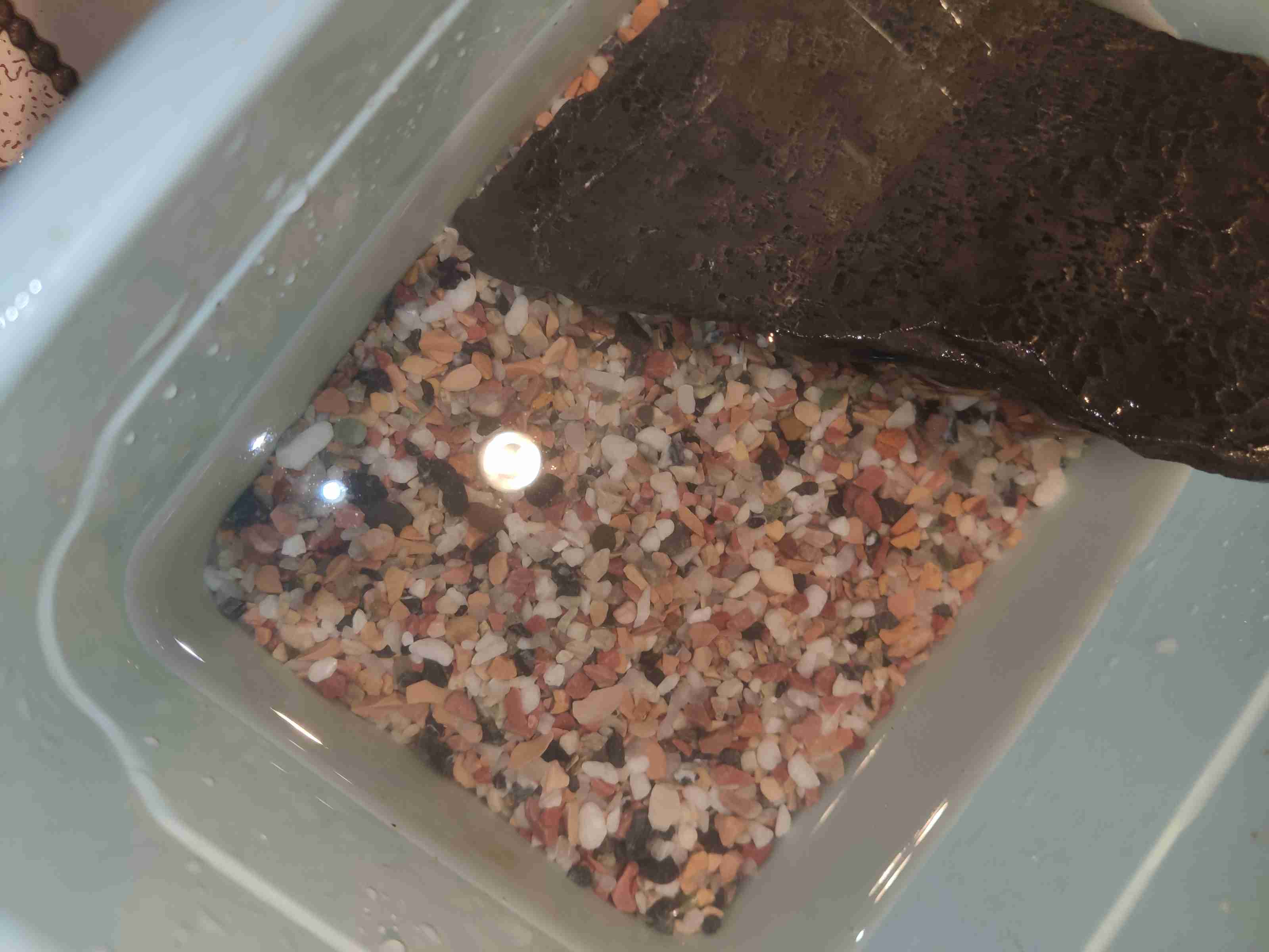 南海溪蟹进阶水陆环境饲养教程