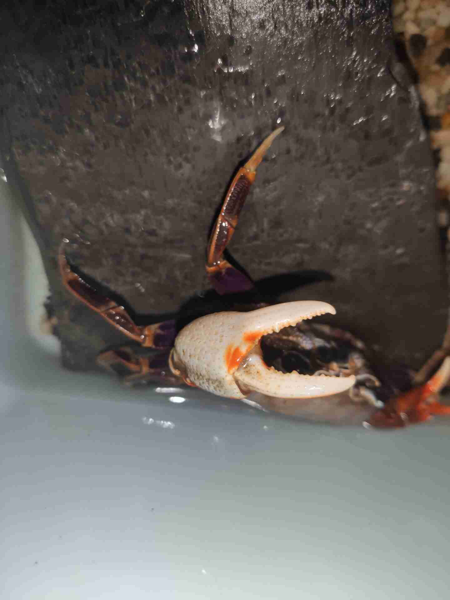 南海溪蟹进阶水陆环境饲养教程