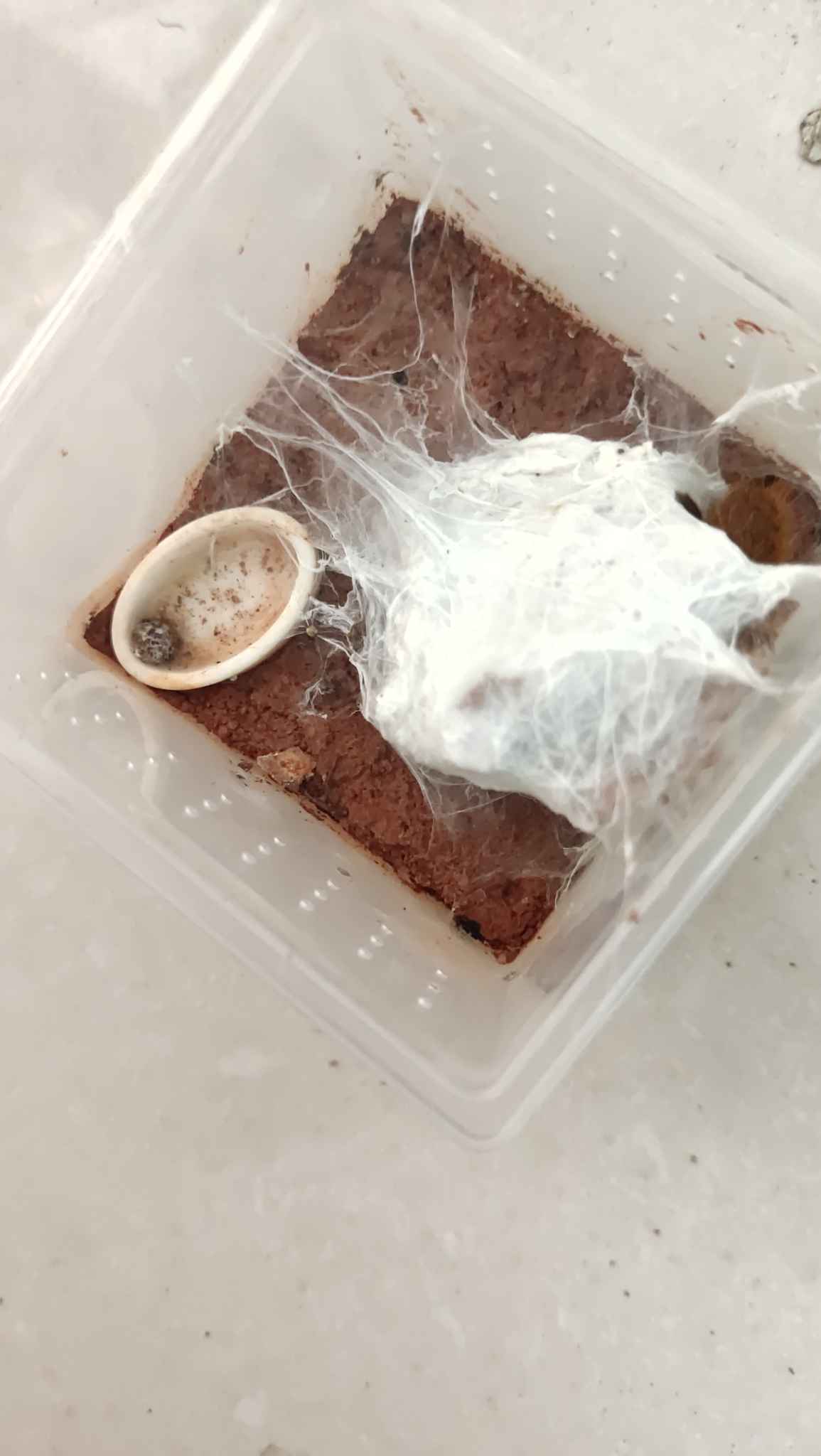 蜘蛛的食物残渣