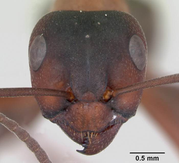 血红林蚁