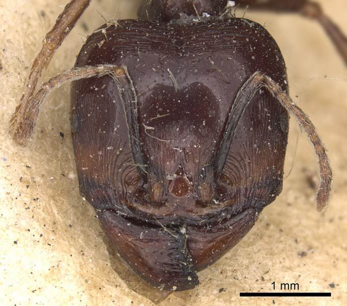 全异盲切叶蚁的中型和小型兵蚁还有工蚁