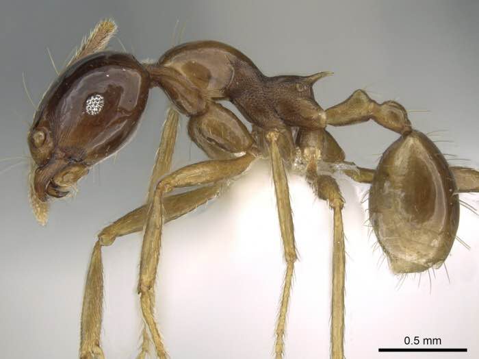全异盲切叶蚁的中型和小型兵蚁还有工蚁