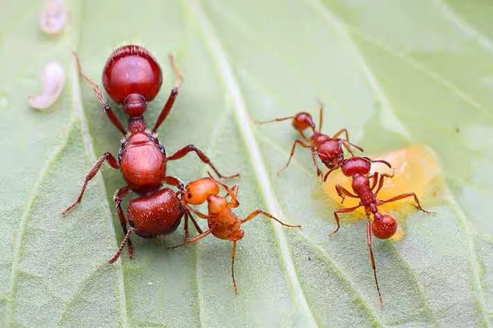 红胡须蚁也叫巴巴特斯石竹蚁