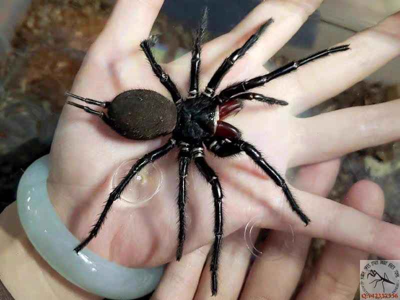 巨型上户蜘蛛