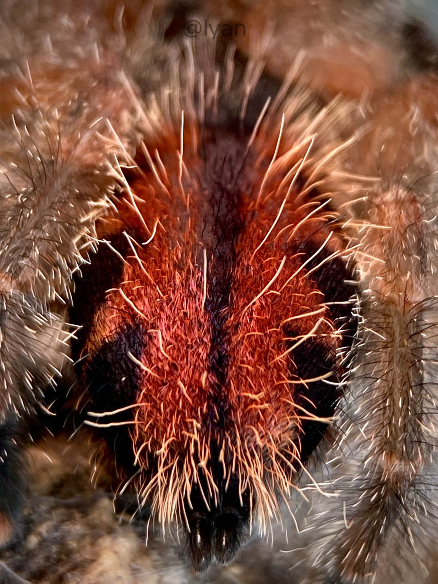 Lyan蜘蛛摄影记—玛格丽塔岛粉趾幼体