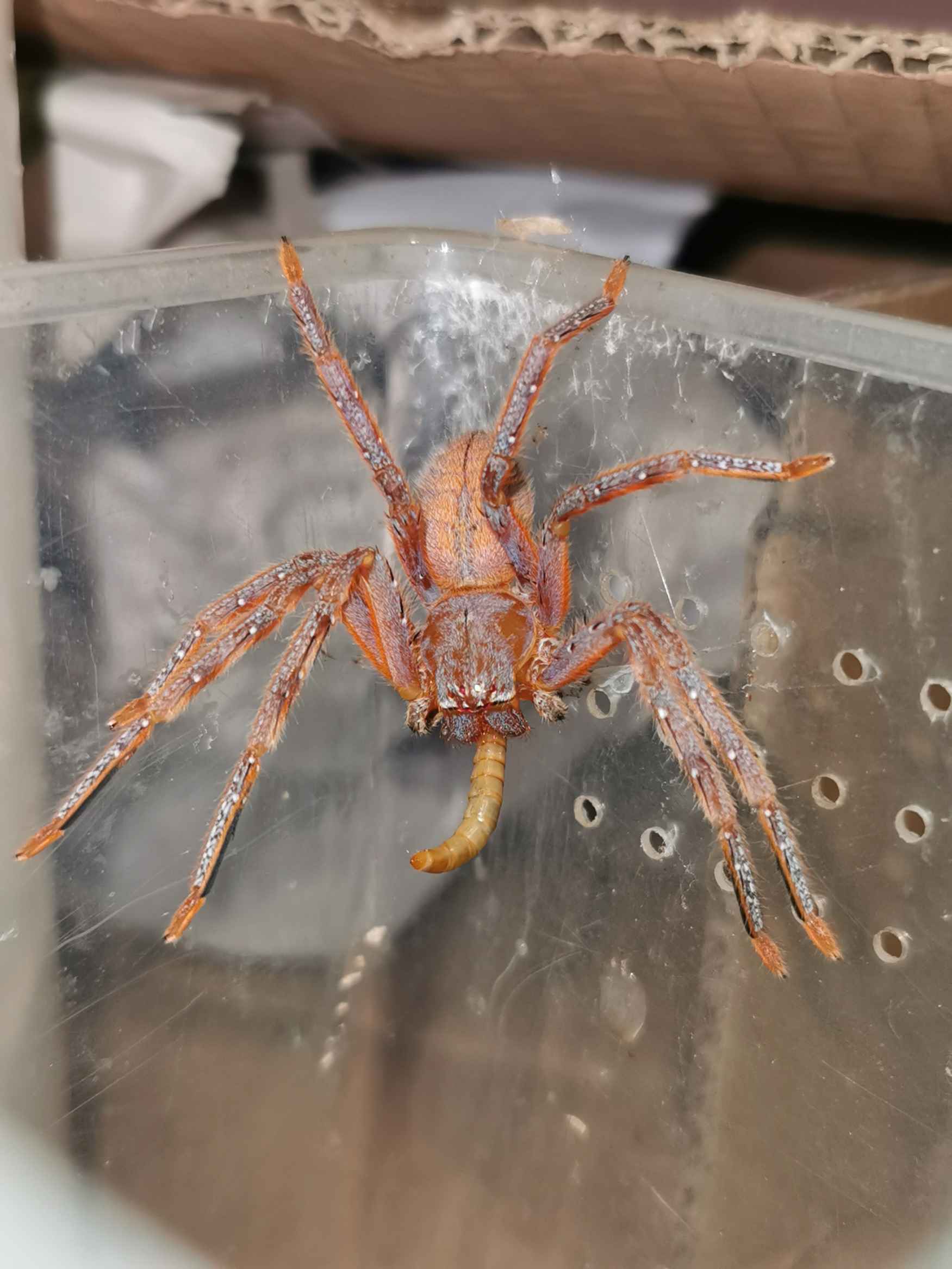 云南的有趣巨蟹蛛
