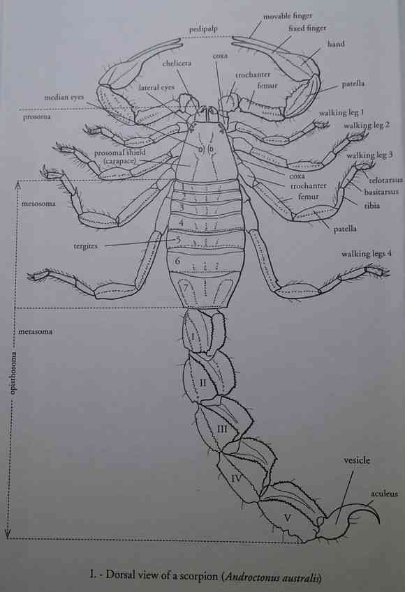 蝎子身体构造图
