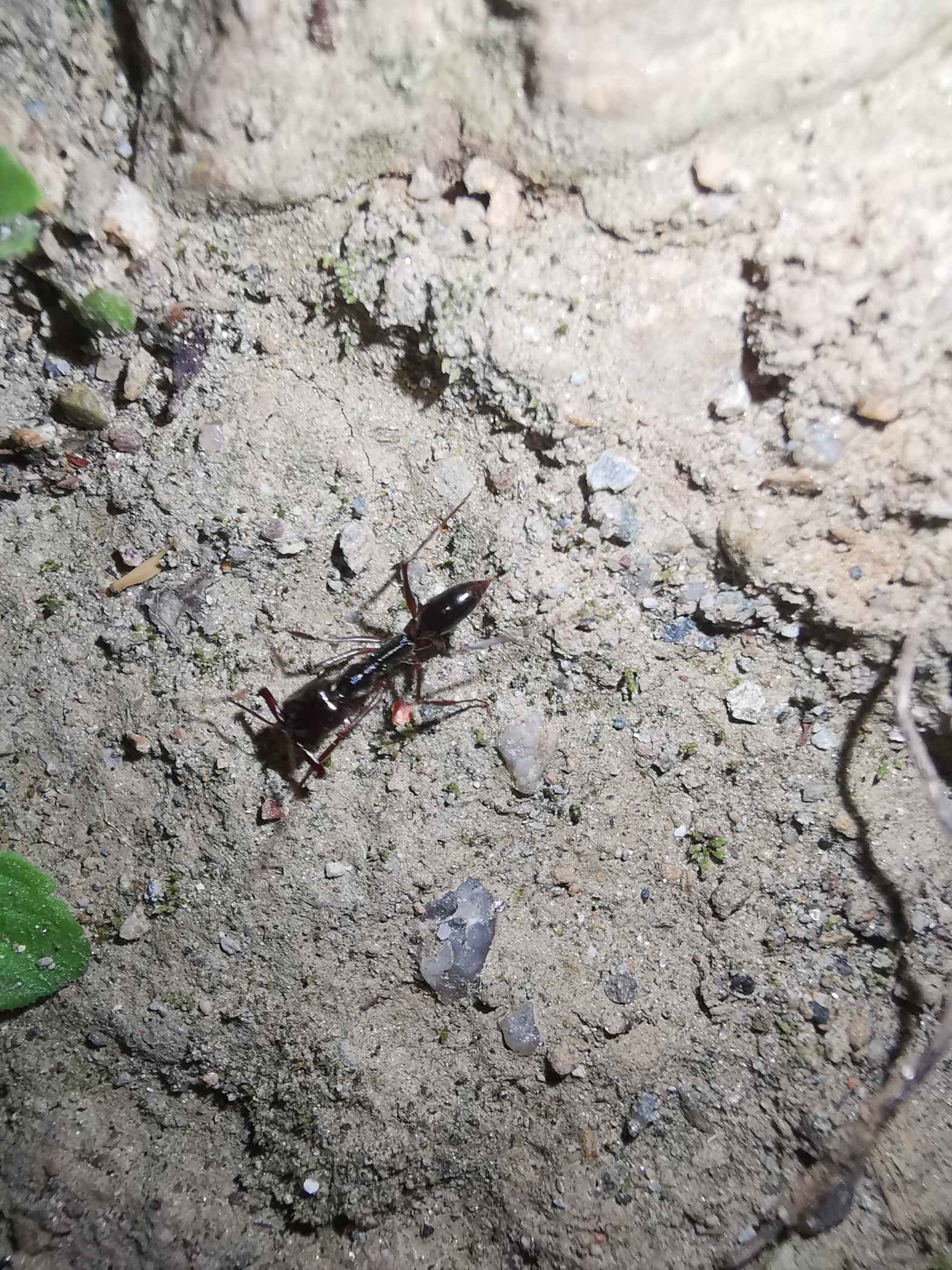 这是啥蚂蚁？