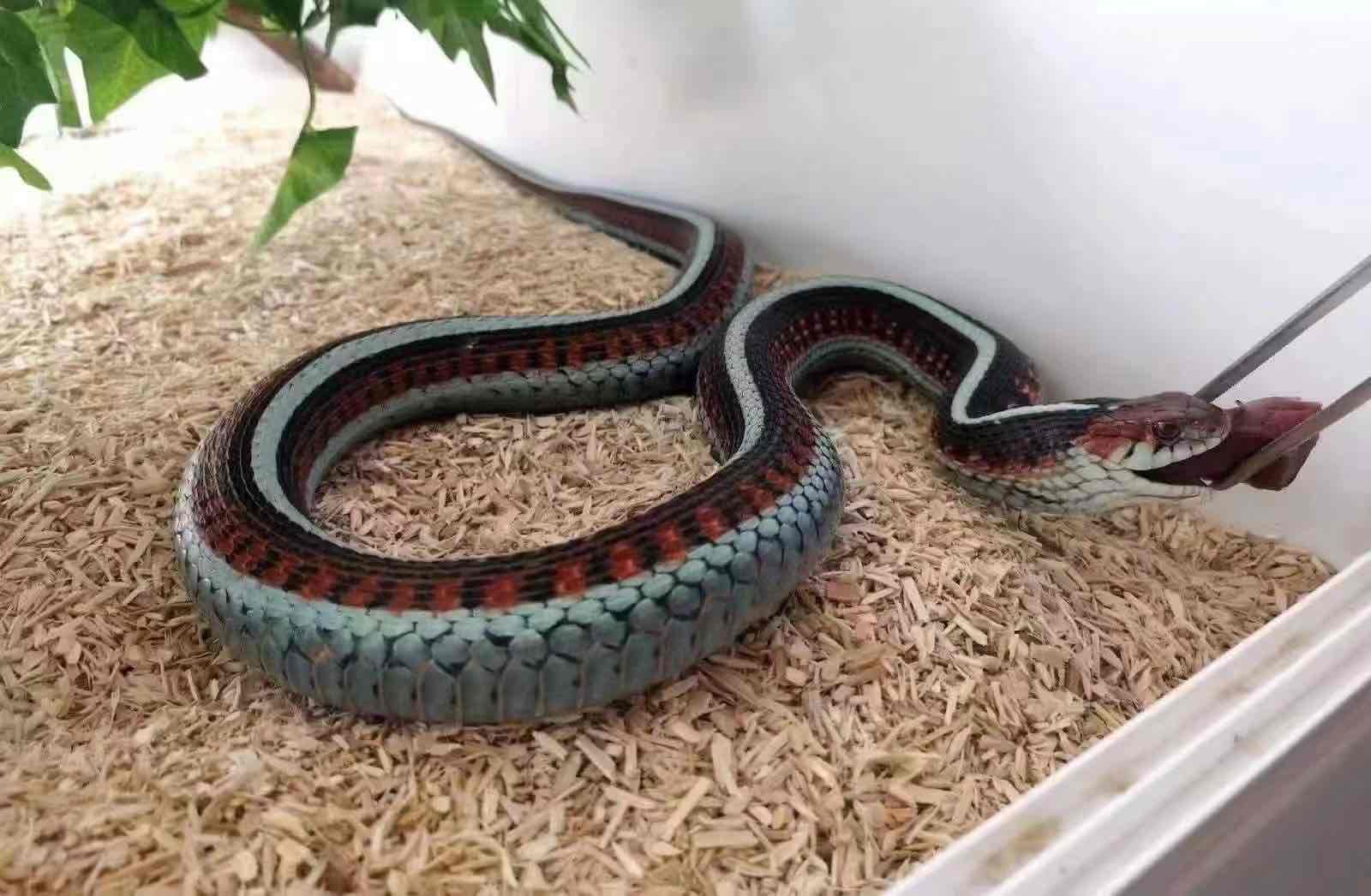 加利福尼亚束带蛇