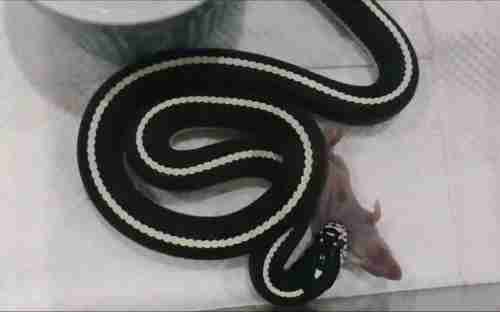 黑白王蛇 黄颔蛇科王蛇属动物