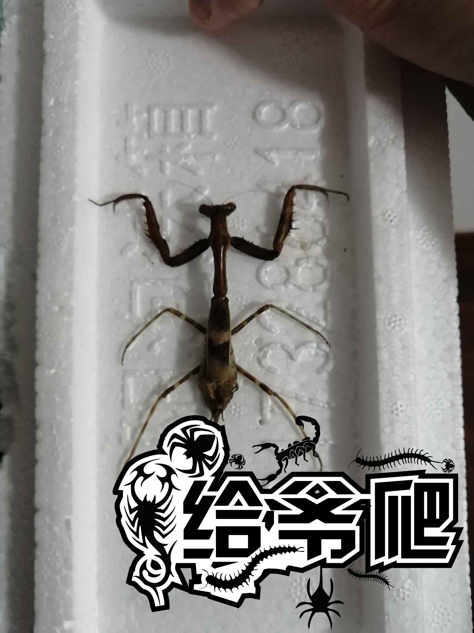 螳螂标本